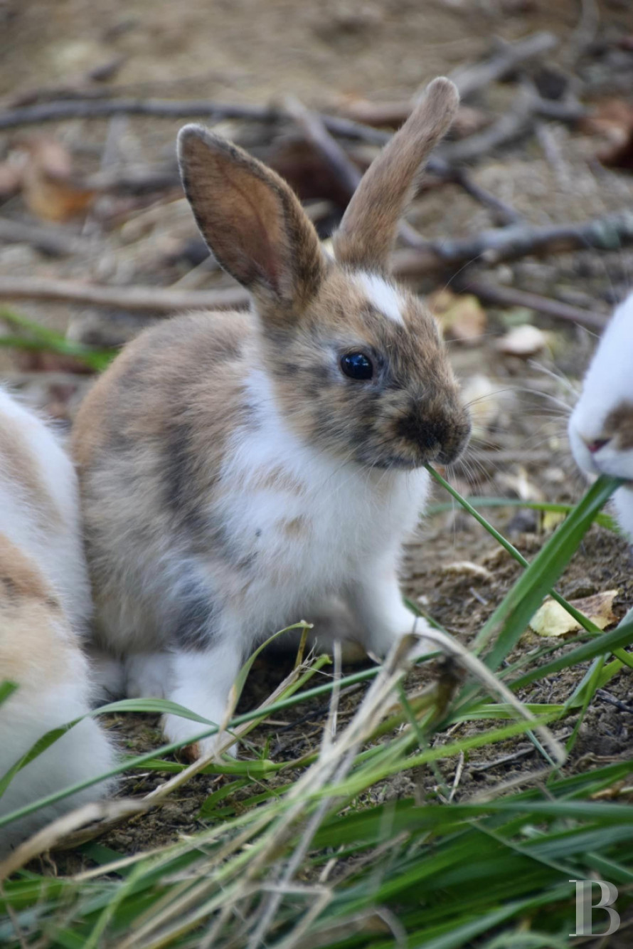 An 18th-century farmhouse converted into a place to stay and holiday north-west of Agen, in the Lot-et-Garonne department - photo  n°29